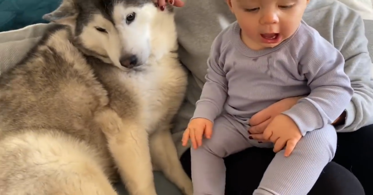 Millie è felice di vedere una bambina per lei davvero speciale (VIDEO)