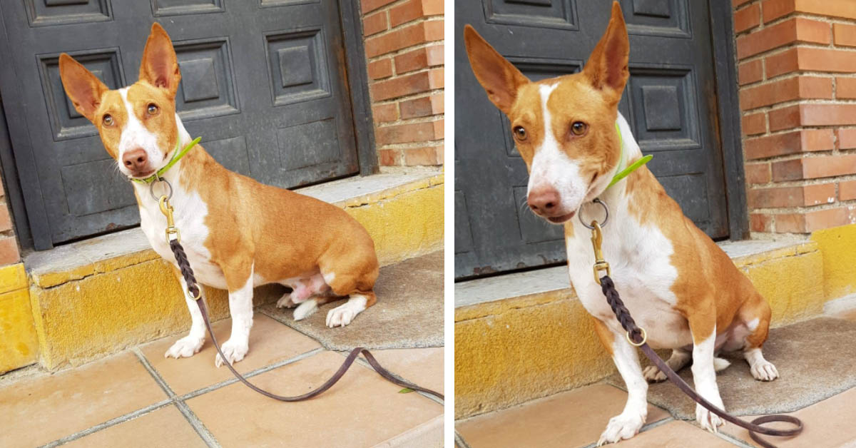 Milù, il cane Podenco che nessuno vuole adottare perché ha le zampe troppo corte (video)