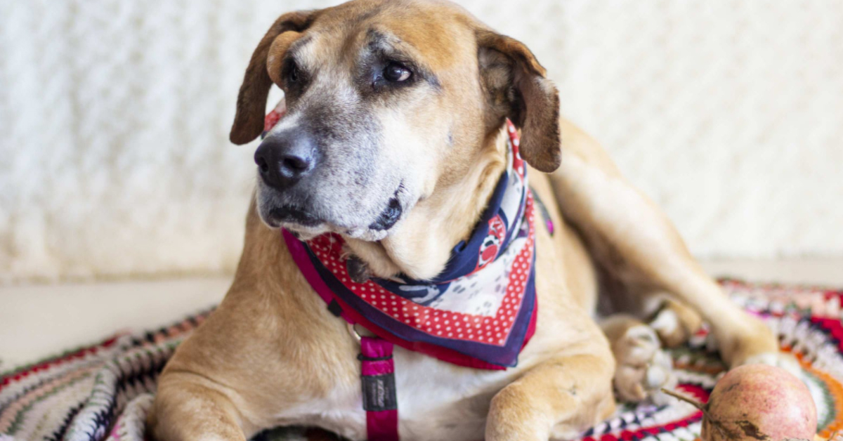 Mimì, la cagnolina che dopo 13 anni in canile cerca la felicità (video)