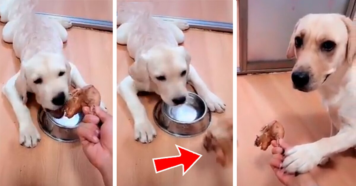 Golden Retriever e cucciolo che mangia il pollo