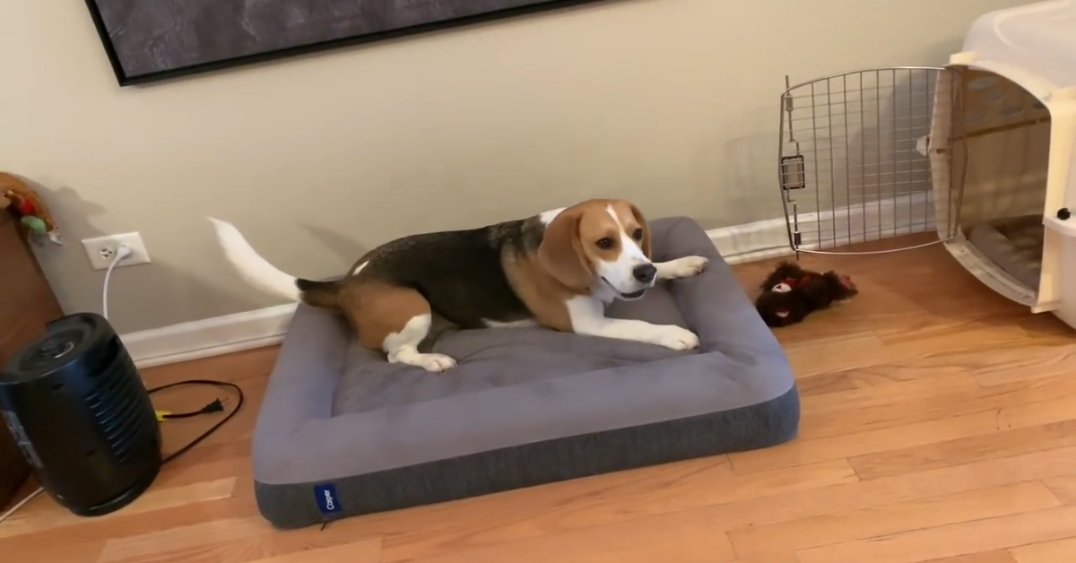 Il Beagle Oliver non vuole fare il bagno e fa i capricci (VIDEO)