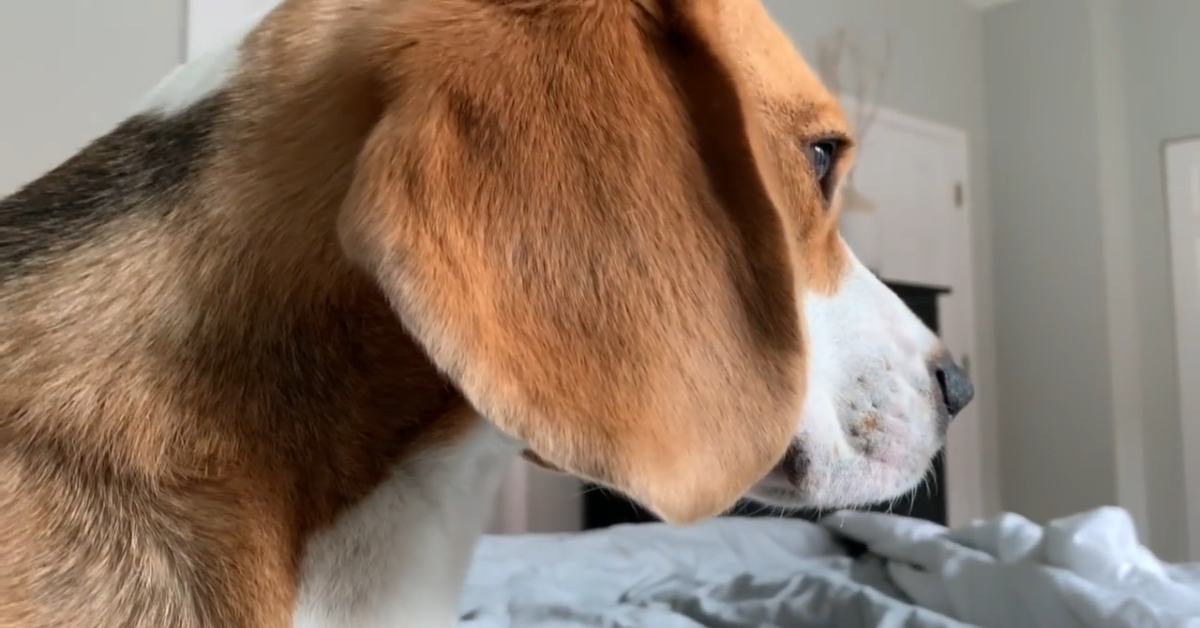 Il beagle Oliver sveglia la sua padrona (VIDEO)