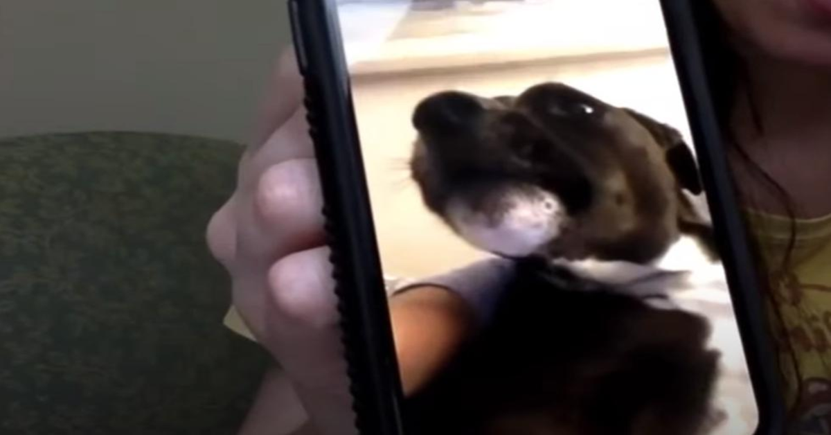 cane emozionato in videochiamata