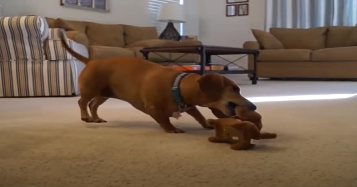 bassotto con il suo nuovo peluche somigliante a lui