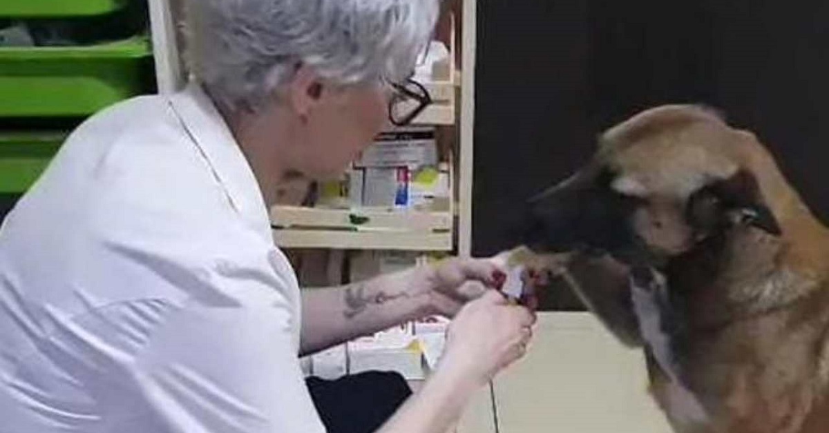 Cucciolo di cane randagio con la zampa ferita chiede aiuto in farmacia (VIDEO)