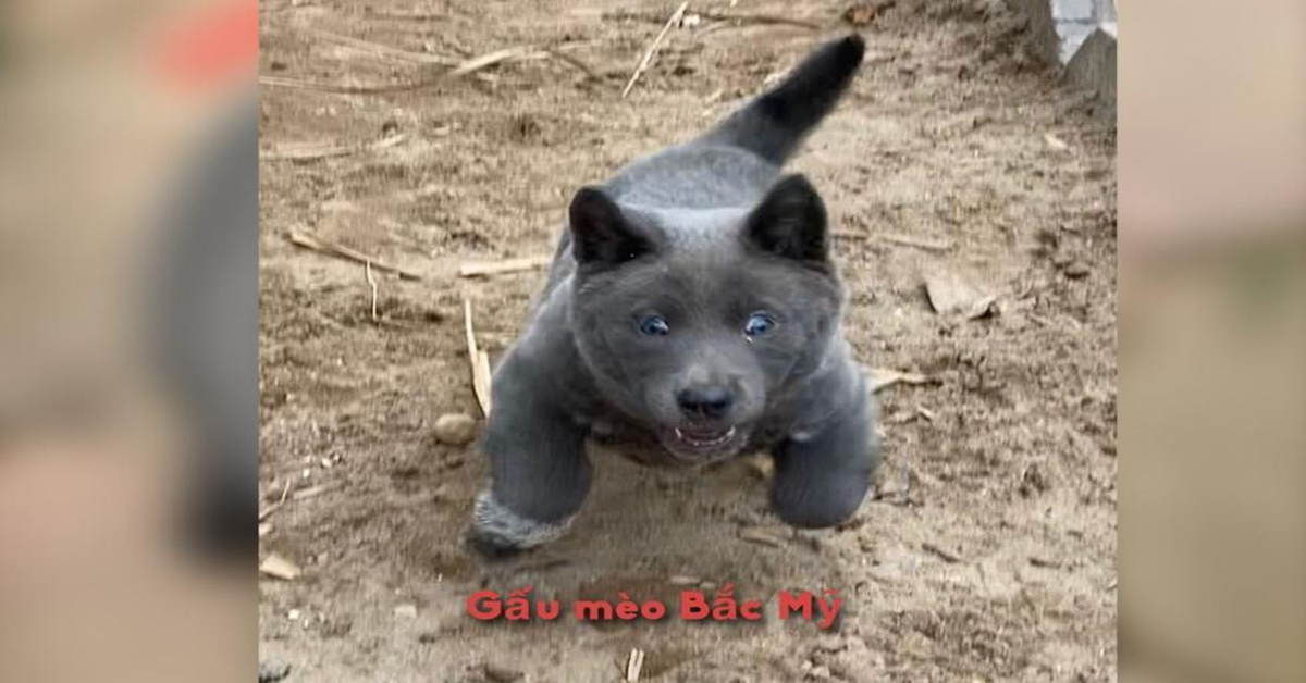 Il cucciolo Dúi, che sorprende tutti per la sua somiglianza con un gatto (VIDEO)