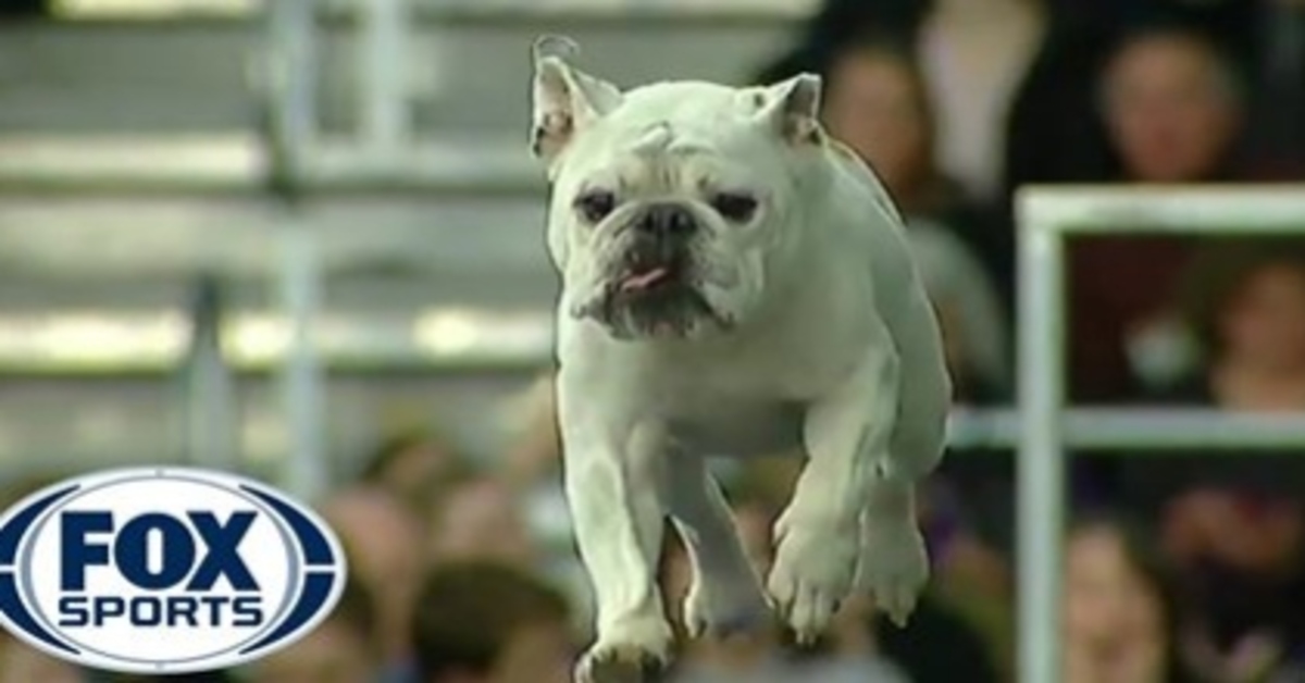 Rudy, il Bulldog inglese che si è esibito in un’incredibile performance con l’agility (VIDEO)