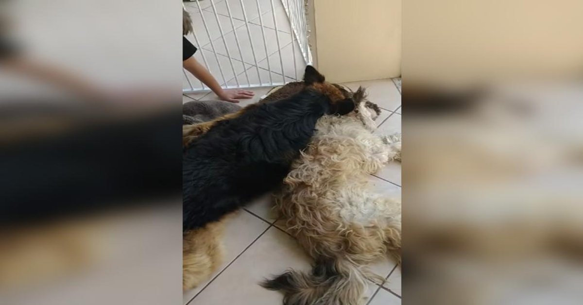 cane disperato perchè pensa che l'amico sia morto