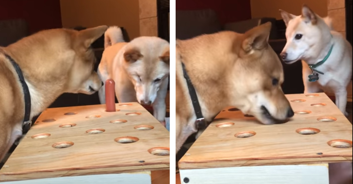 Shiba Inu si confronta con il gioco “acchiappa il wurstel” (video)