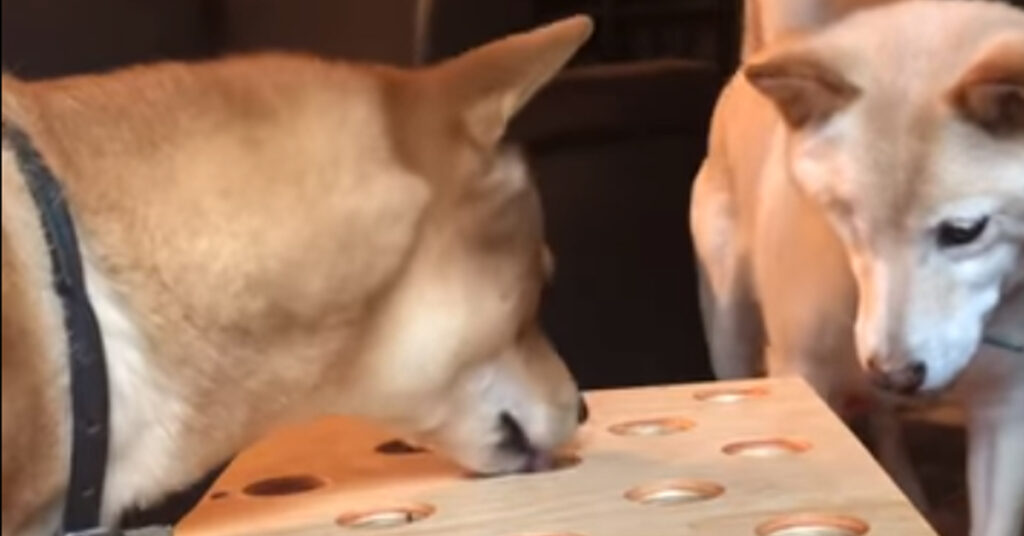 Shiba Inu gioca