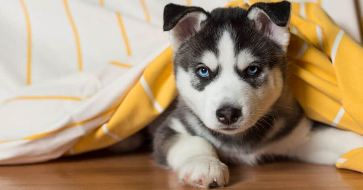 Il momento in cui un adorabile cucciolo di Husky impara ad ululare (VIDEO)