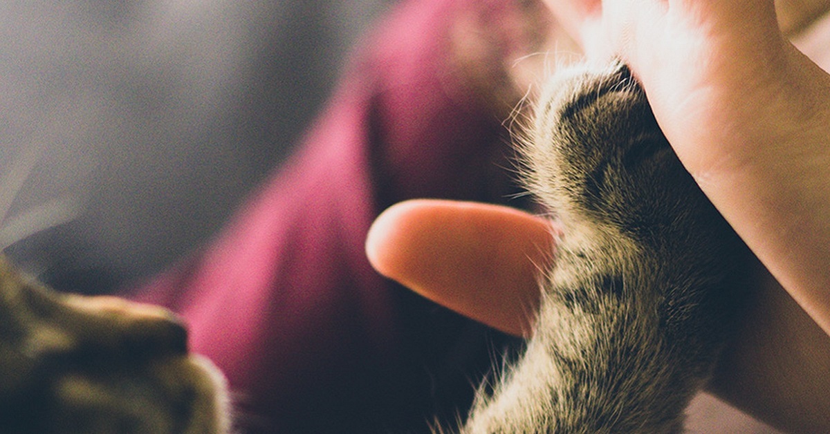 tocco con zampa di cane o gatto