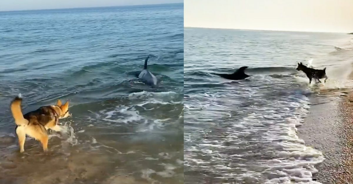 Un cane e un delfino giocano insieme e sembrano divertirsi un mondo (VIDEO)