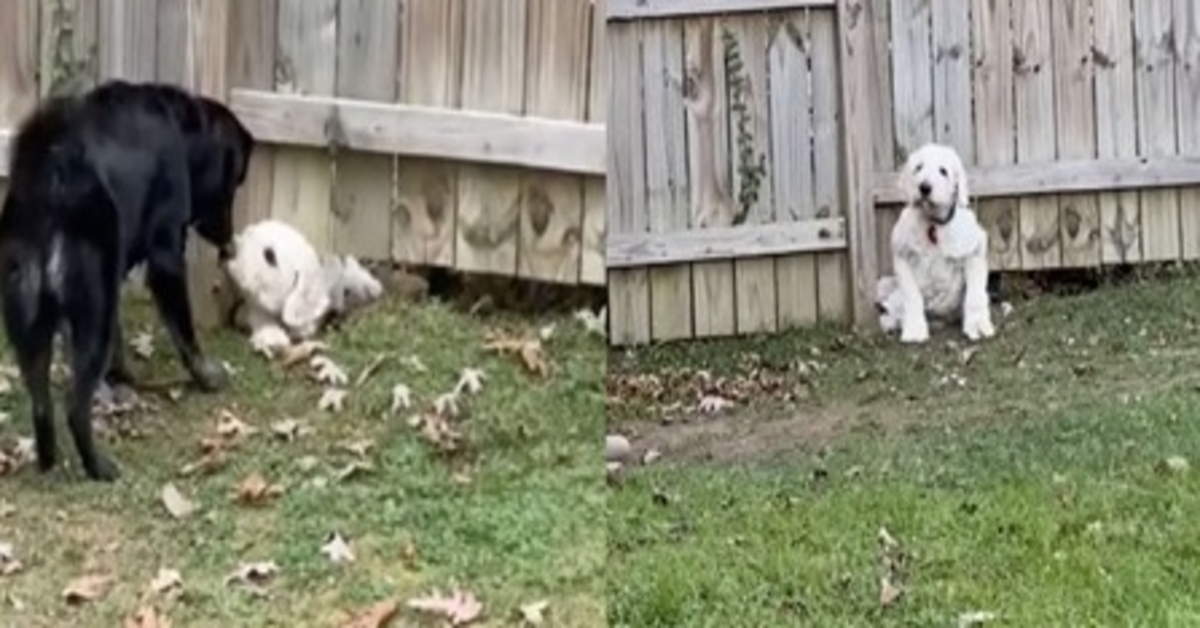 Cucciolo di Golden Mountain Dog vicino al recinto: dall’altra parte c’è il cagnolino del vicino con cui vuole giocare (VIDEO)
