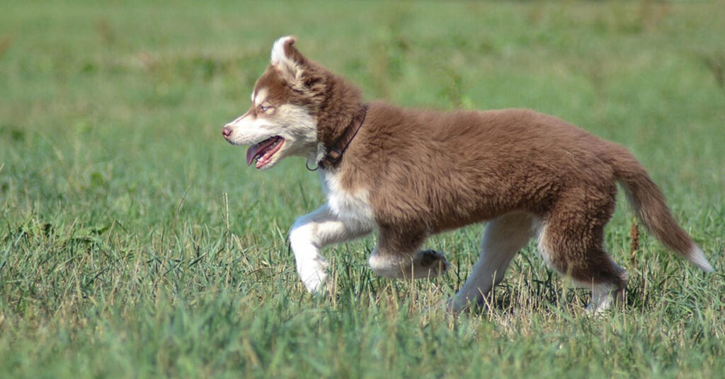 Cucciolo di Husky che cammina