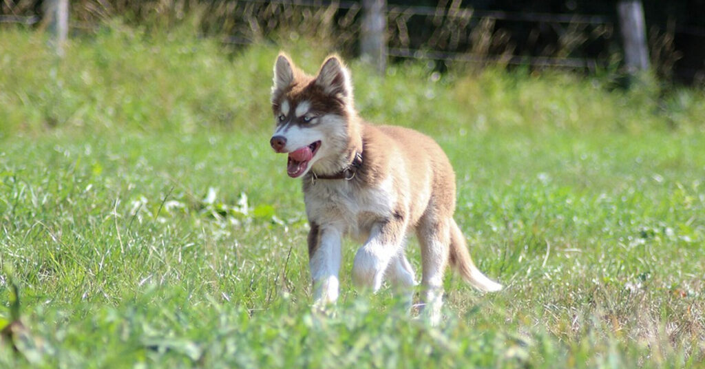 Cucciolo di Husky che cammina