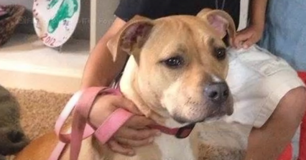Trovano il cucciolo di Pitbull che abbaia durante la notte: il cane riesce così a salvare la vita al proprietario (video)