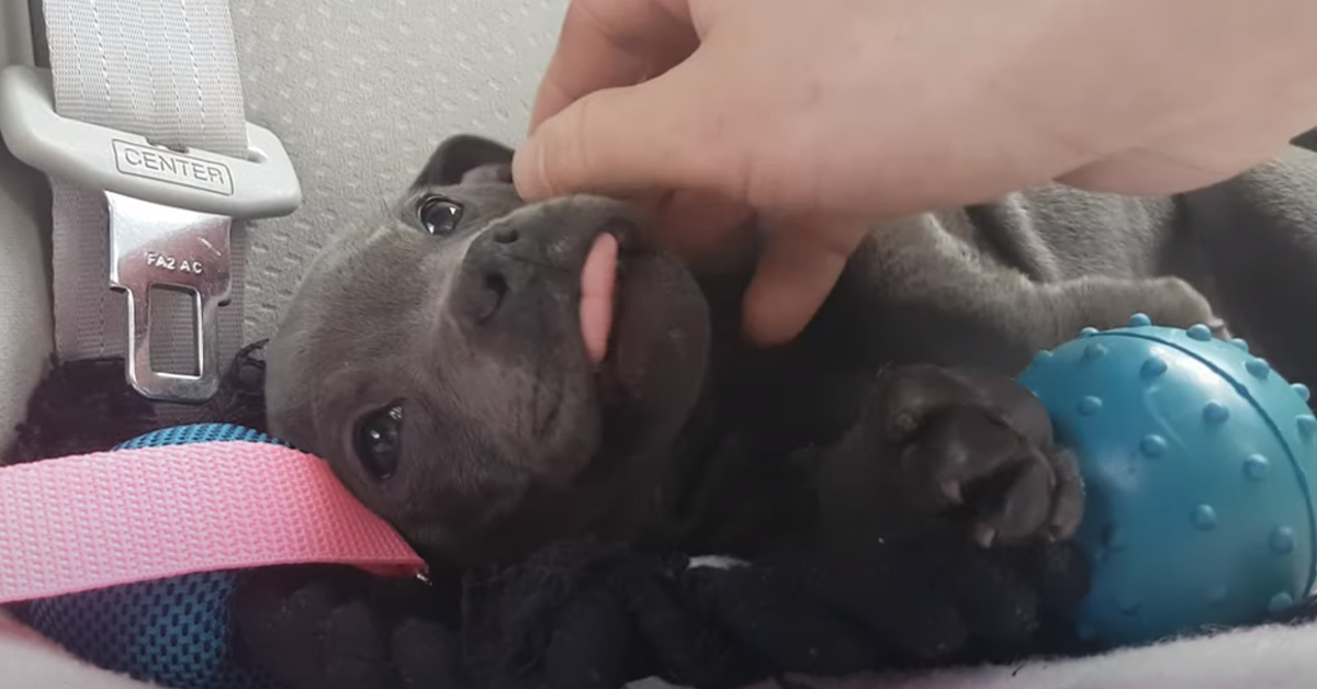 Trovano un cucciolo di Amstaff: il suo primo viaggio in auto verso la vita perfetta è virale (video)