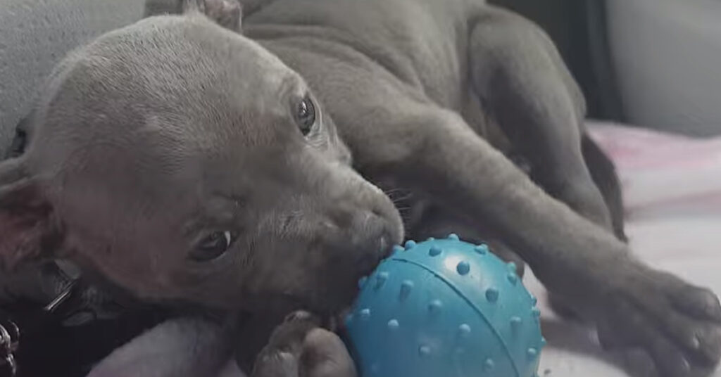 Cucciolo di Amstaff che gioca