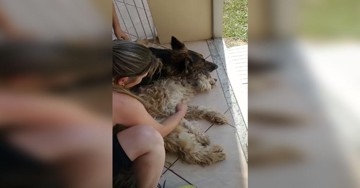 cane disperato crede che l'amico sia morto