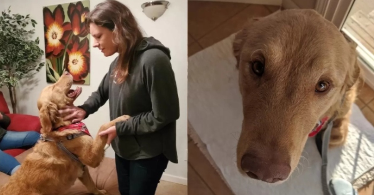 Il video del Golden Retriever che si riunisce con la famiglia