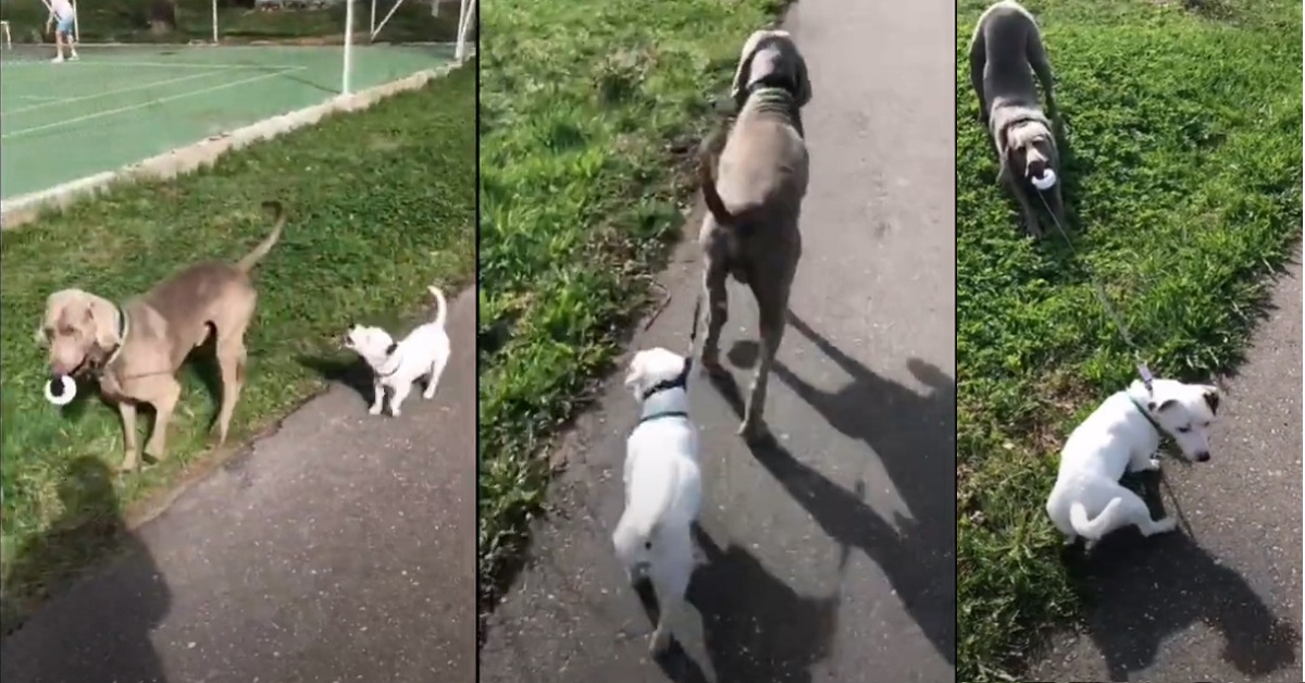 Il Weimaraner porta a spasso il cucciolo di Jack Russell con il guinzaglio (VIDEO)