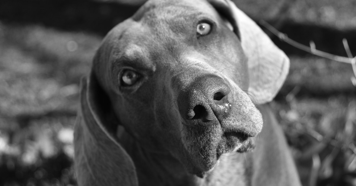 Weimaraner porta a spasso il cucciolo