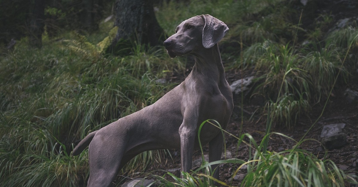 Weimaraner