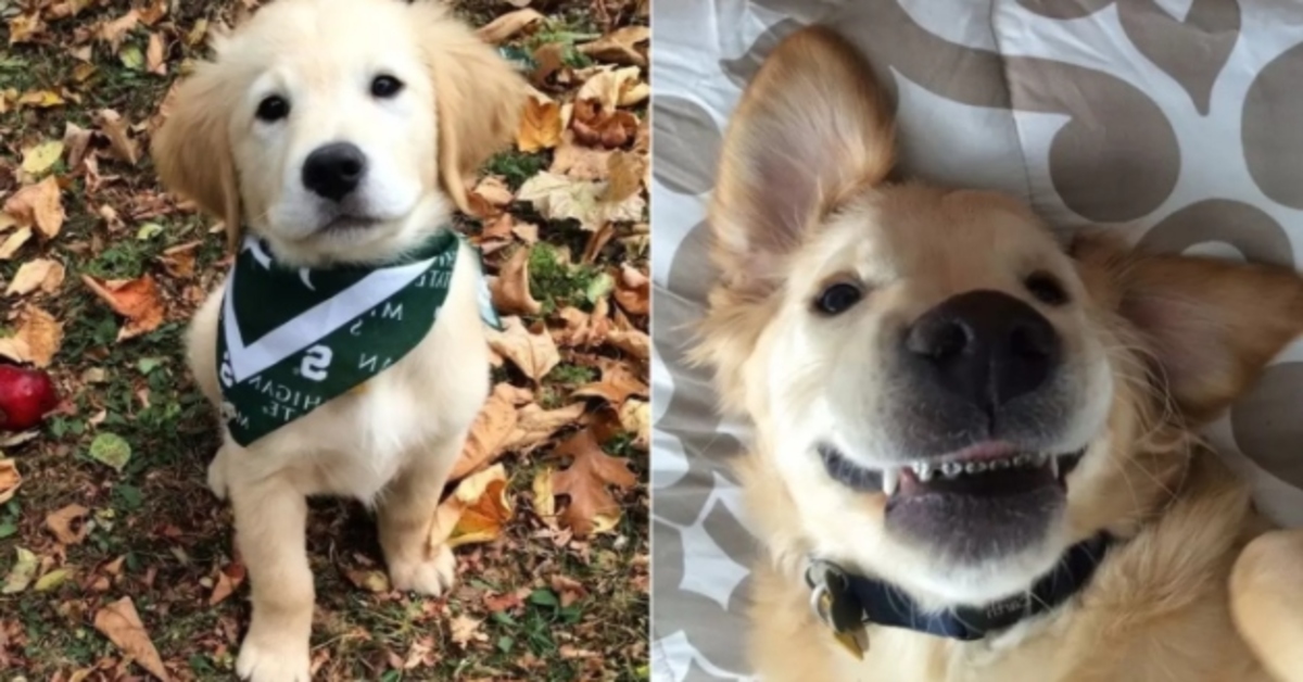 Wesley, il cucciolo di Golden Retriever con l’apparecchio ai denti (VIDEO)