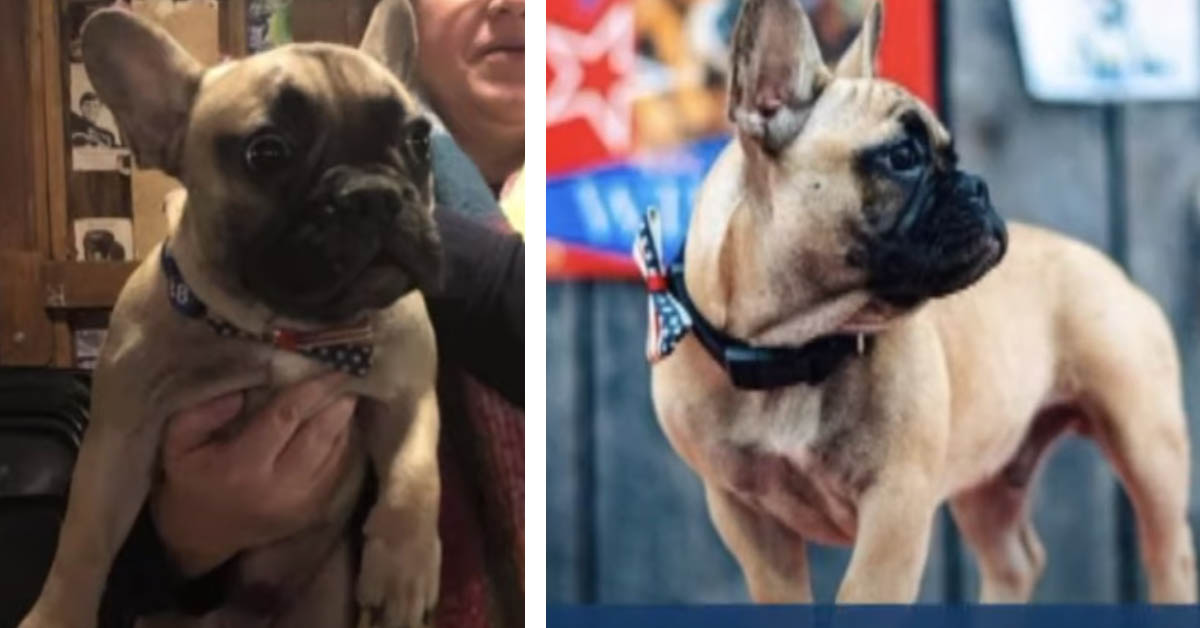 Wilbur, il Bulldog che è stato eletto Sindaco di una città del Kentucky (video)