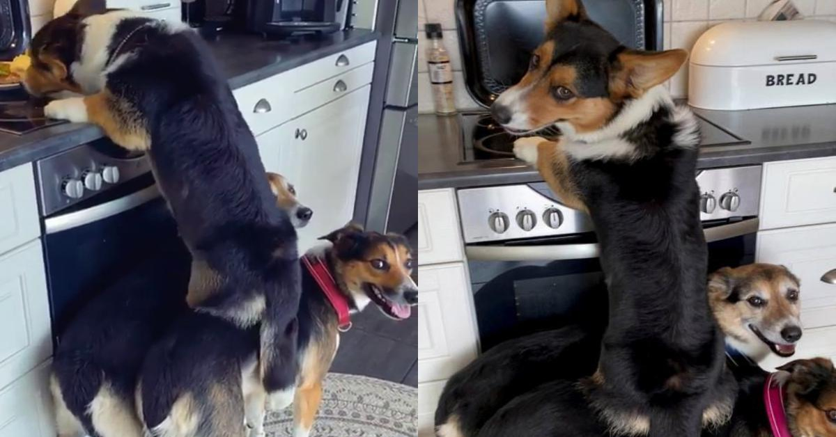 tre cani rubano cibo e uno sale sulle spalle degli altri due