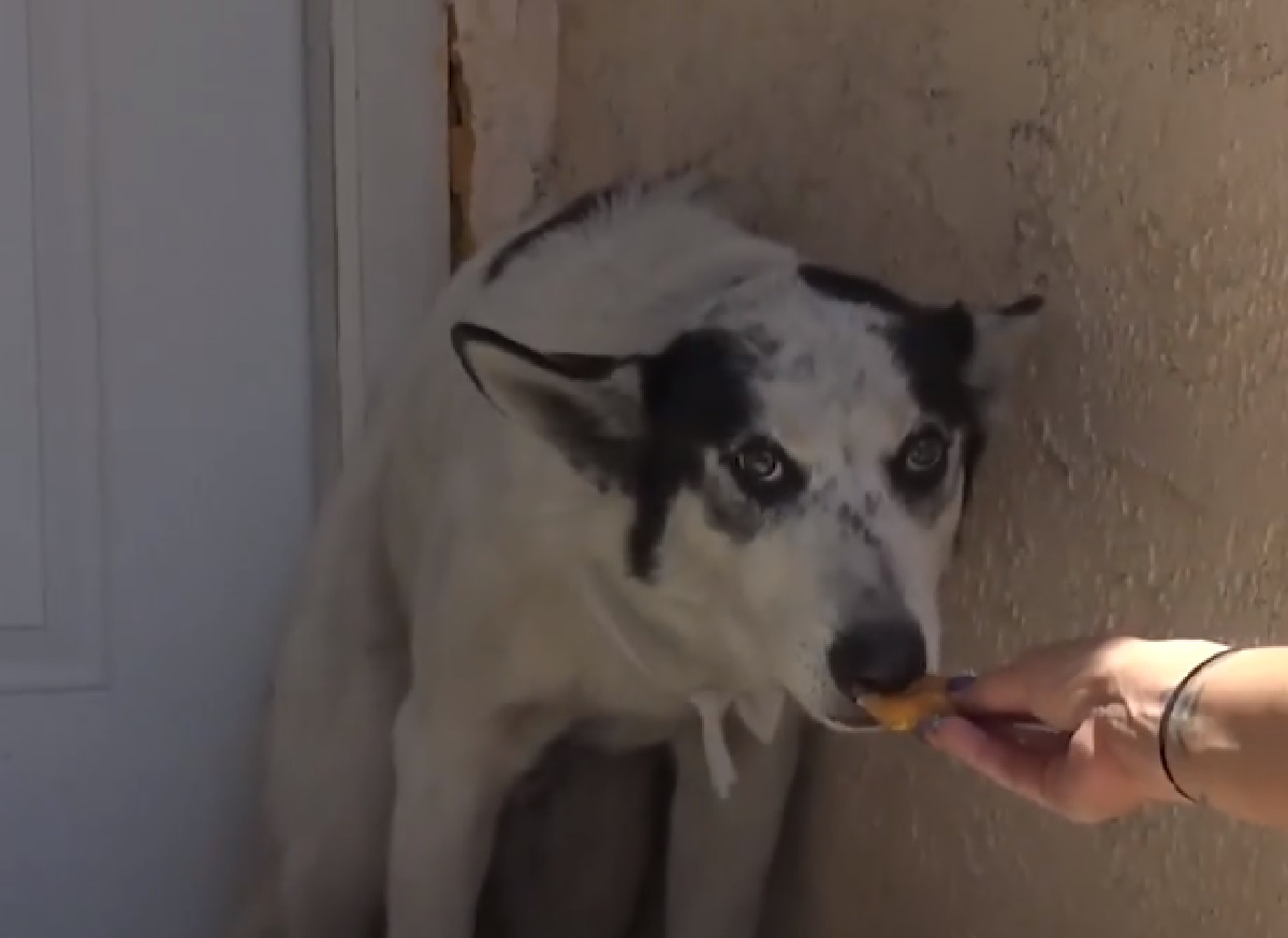 bubbas cucciolo segnalazioni organizzazione