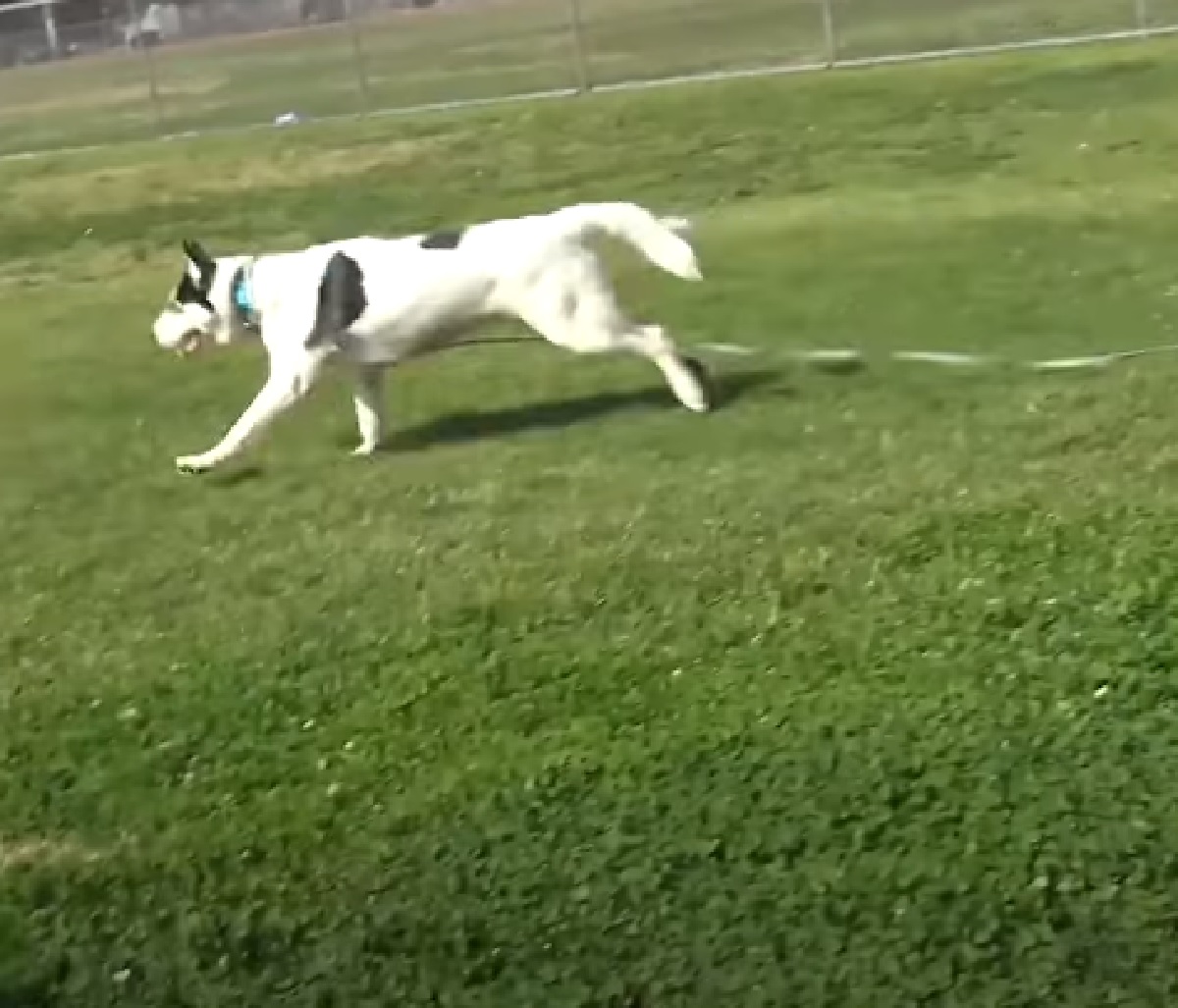 bubbas cane cure fanno effetto