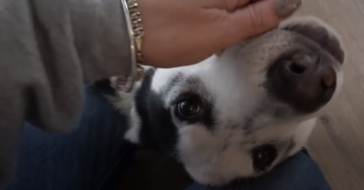 Abbandonato e sofferente, i soccorritori rimangono a bocca aperta quando incontrano il cucciolo di cane
