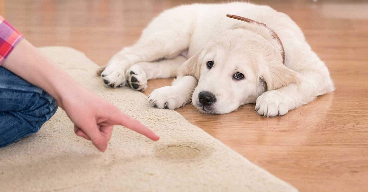 pipì del cane a casa