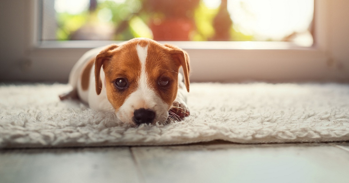 cagnolino sul tappeto