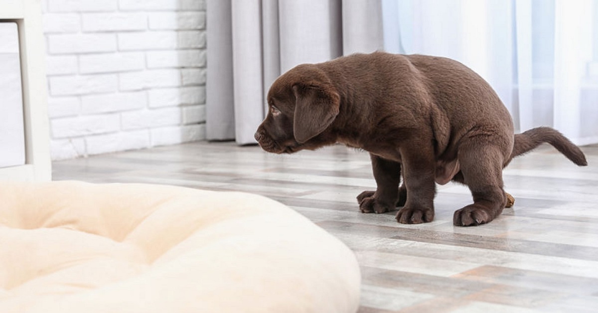 cane fa i bisogni in casa