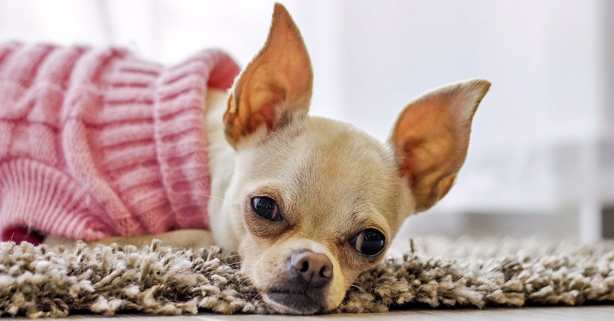 Accessori invernali per il cane: quali sono quelli che Fido deve assolutamente avere?