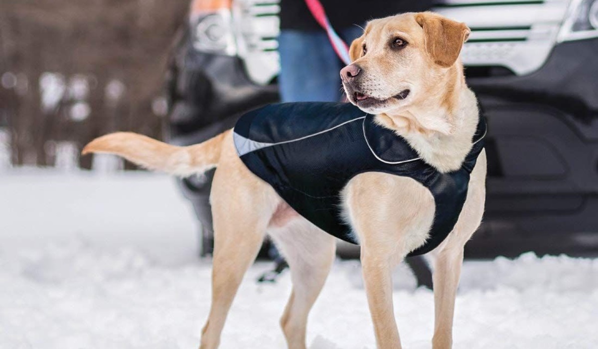 cappotto per cani