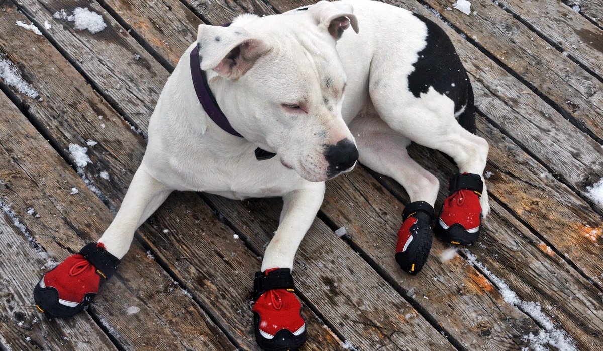 scarpe per cani