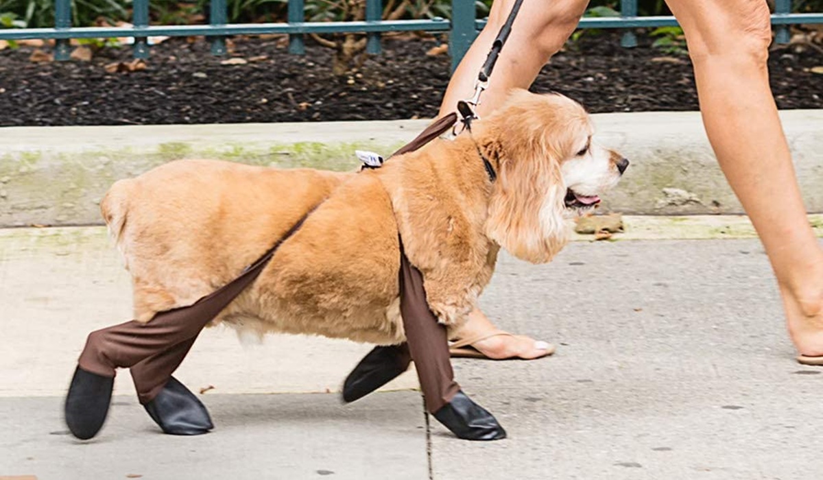 leggins per cani