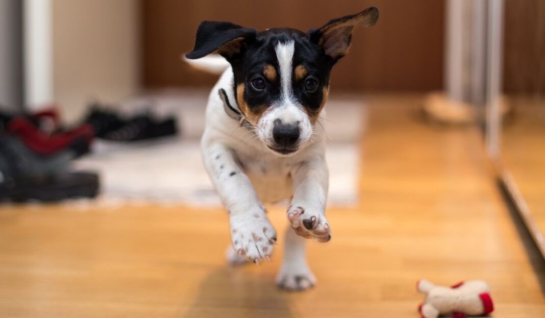 Prodotti Per Cani Accessori Cibo Abbigliamento Arcaplanet It