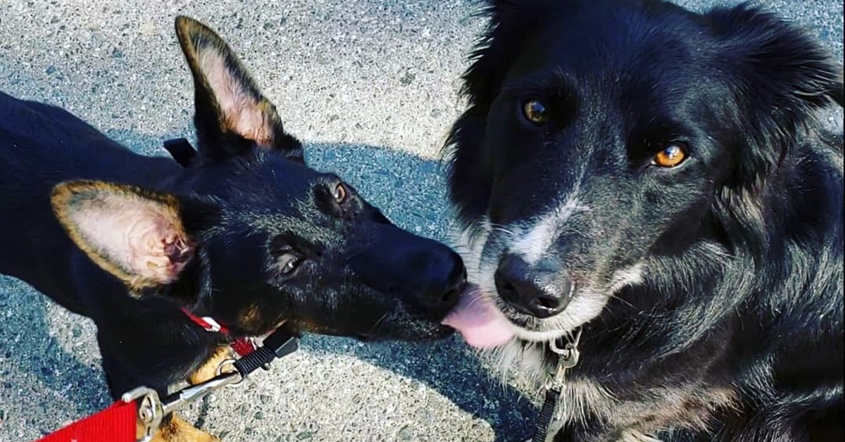 Come addestrare il cane a salutare gli altri cani durante la passeggiata