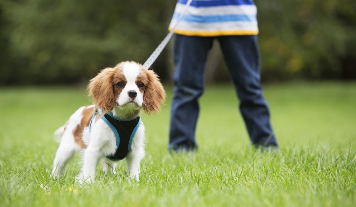 passeggiata con il cane