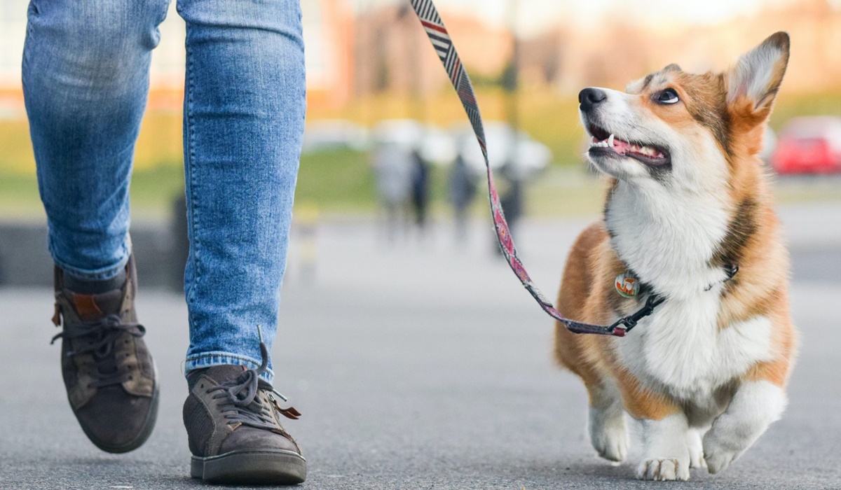 passeggiata con il corgi