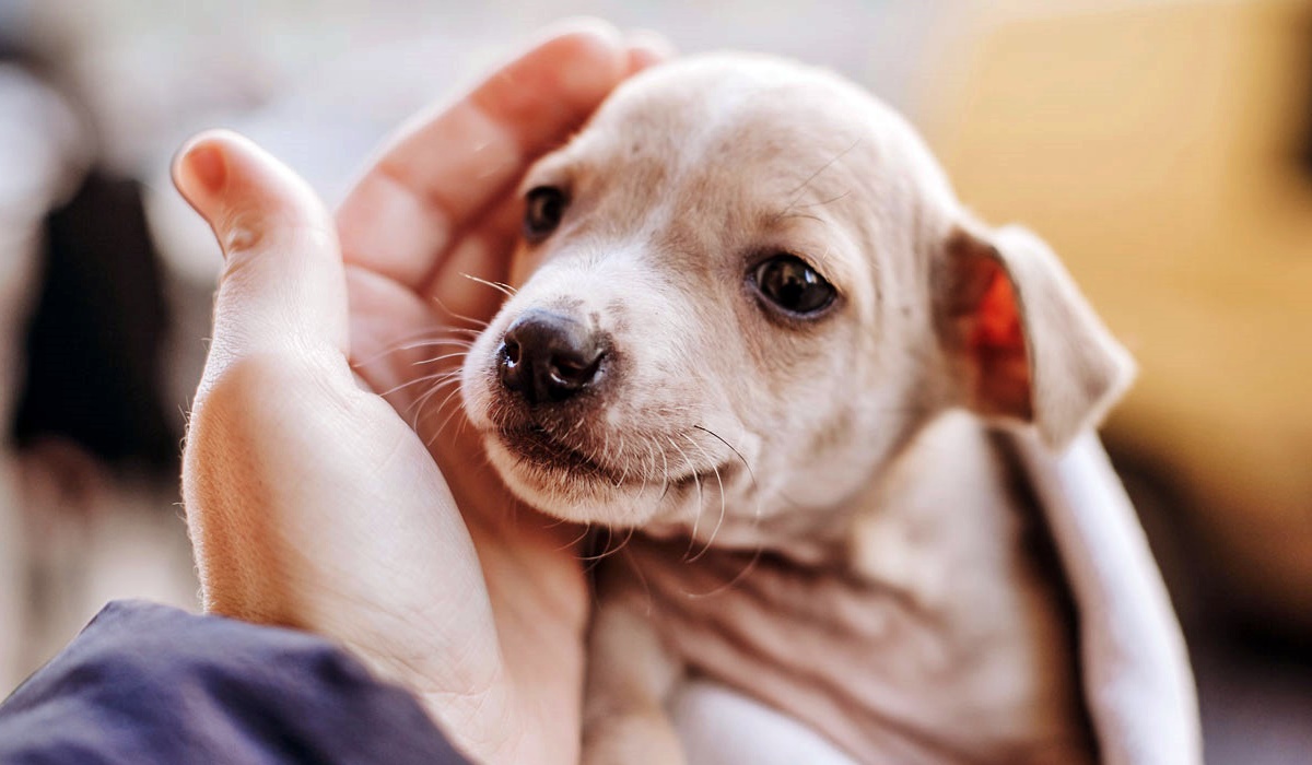 adottare un cucciolo di cane