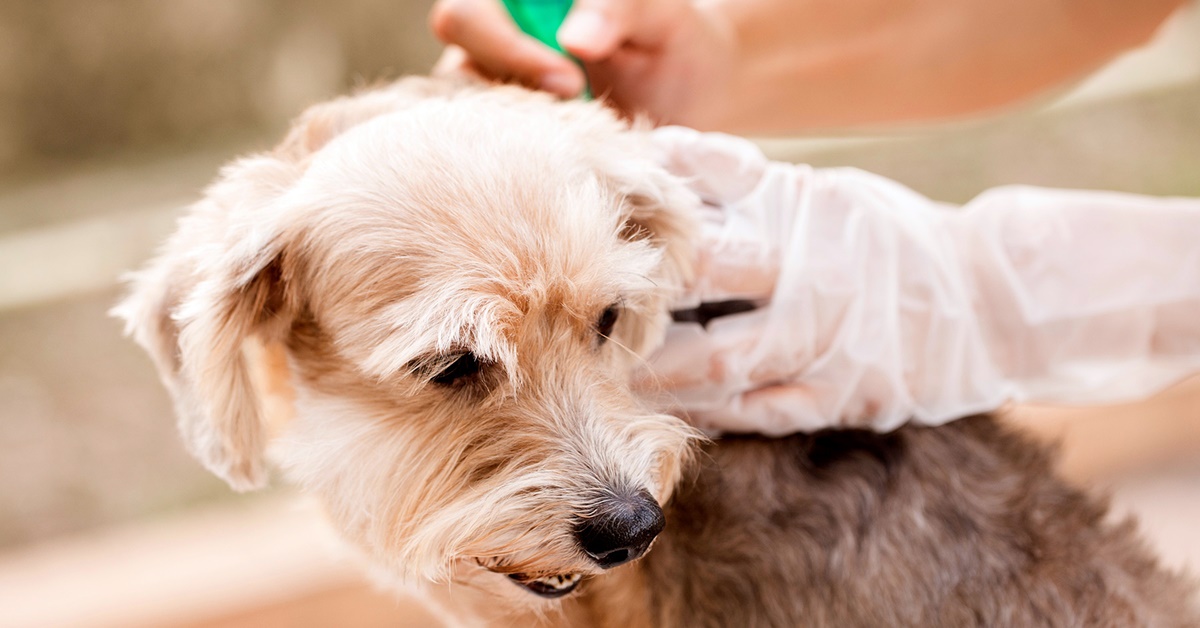 Antipulci del cane non funziona, cosa fare? Come muoversi e cosa si può usare