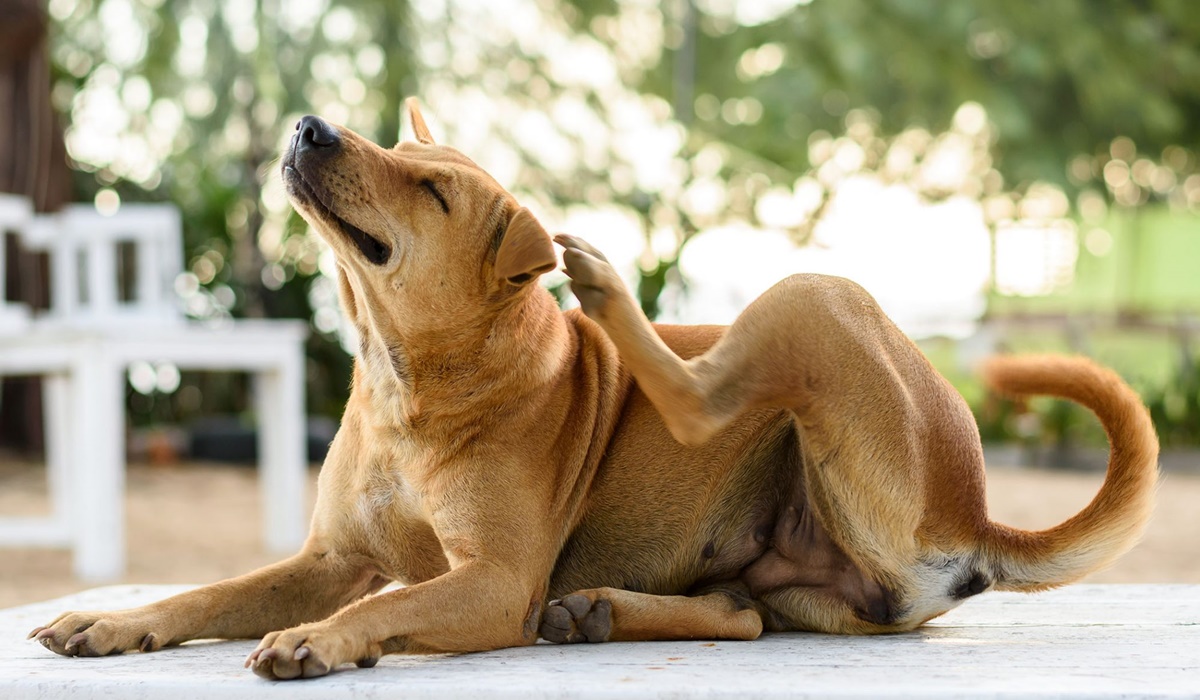 cane si gratta le orecchie