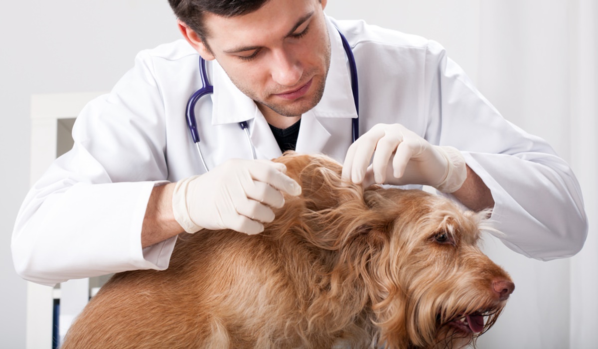 portare il cane dal veterinario