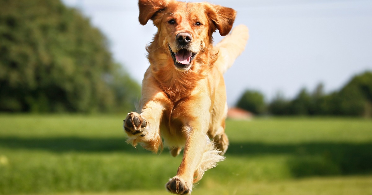 Archie, il Golden Retriever dispettoso che ruba qualsiasi oggetto (VIDEO)